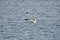 A picture of a common loon opening its wings.