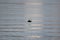 A picture of a common loon swimming in the sea.ã€€