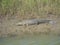 Picture of Crocodile