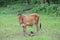 Picture of a crow sitting on a cow at a village farm
