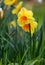 Picture of Daffodil Fortissimo with yellow petals and an orange trumpet