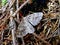 Picture Day butterfly in the wild, Czech Republic