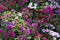 Picture, dianthus flower ,colourful beautiful in garden
