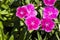 Picture, dianthus flower fuchsia,colourful beautiful in garden