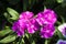 Picture, dianthus flower purple,colourful beautiful in garden