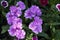 Picture, dianthus flower purple,colourful beautiful in garden