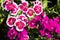 Picture, dianthus flower Purple pink,colourful beautiful in garden