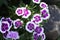 Picture, dianthus flower Purple pink,colourful beautiful in garden