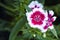 Picture, dianthus flower Purple pink,colourful beautiful in garden