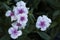 Picture, dianthus flower Purple-white,colourful beautiful in garden