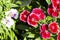 Picture, dianthus flower Red White,colourful beautiful in garden