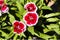 Picture, dianthus flower Red White,colourful beautiful in garden