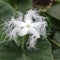 A picture of different looking white coloured flower. It increases the beauty of nature.