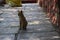 Picture of domestic cat standing and staring something