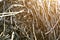 Picture of dry grass pile