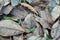 Picture of dry leaves on a stack of rubber leaves