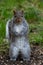 A picture of a eastern grey Squirrel standing on the ground.