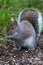 A picture of a eastern grey Squirrel standing on the ground.