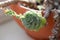 Picture of echeveria with long stem