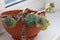 Picture of echeveria plant growing in the pot at home