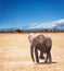 Picture of elephant on Kilimanjaro background