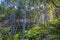 Picture of endemic rainforest on north island of New Zealand in summer