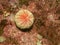 A picture of an European edible sea urchin or common sea urchin, Echinus esculentus. This is a species of marine