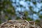 A picture of a European starling perching on the branch.