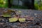 Picture of fallen leaves with blurred background in autumn at Acharya Jagadish Chandra Bose Indian Botanic Garden of Shibpur,