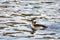 A picture of a female bufflehead swimming in a lake.