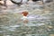 A picture of female common merganser swimming in the river.