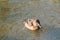 A picture of a female Ring-necked duck swimming in the pond.