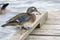 A picture of a female wood duck perching on the deck.