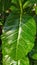 A picture of Ficus septica leaves