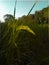 A picture of the first seed in a rice plant