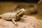 Picture of flat-tailed desert horned lizard resting on rock