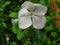 A picture of a flower shot during rains and the leaves in the background are mesmerizing.