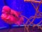 Picture of Flowerhorn Fish Flowerhorn cichlid. A very strange red fish with a big plaque on its head on a blue background
