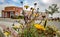 A picture of flowers infront of university campus