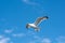 Picture of a flying seagull. Clear blue sky with a few patches of clouds in the background