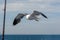 Picture of a flying seagull close to a fishing boat. blue sky with patches of clouds in the background