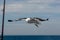 Picture of a flying seagull close to a fishing boat. blue sky with patches of clouds in the background