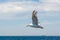 Picture of a flying seagull close to a fishing boat. blue sky with patches of clouds in the background