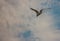 Picture of flying seagull, Seagulls are a subfamily of larid seabirds of the order of the Caradriiformes. The main genus of this s