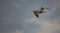 Picture of flying seagull, Seagulls are a subfamily of larid seabirds of the order of the Caradriiformes. The main genus of this s