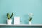 Picture frame mockup. White shelf against pastel turquoise wall with potted orchid and snake plant