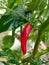Picture of fresh chilli hanging after a rain