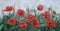 Picture - `Garden poppies`. Painting - oil, canvas.