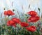 Picture - `Garden poppies`. Painting - oil, canvas