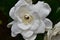 Picture of a Gardenia flower. A genus of flowering plants in the coffee family